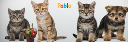 Sokak Hayvanları 300 gr mama